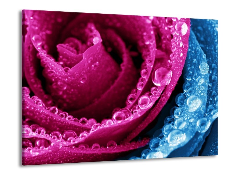 Canvas schilderij Roos | Roze, Blauw | 100x70cm 1Luik