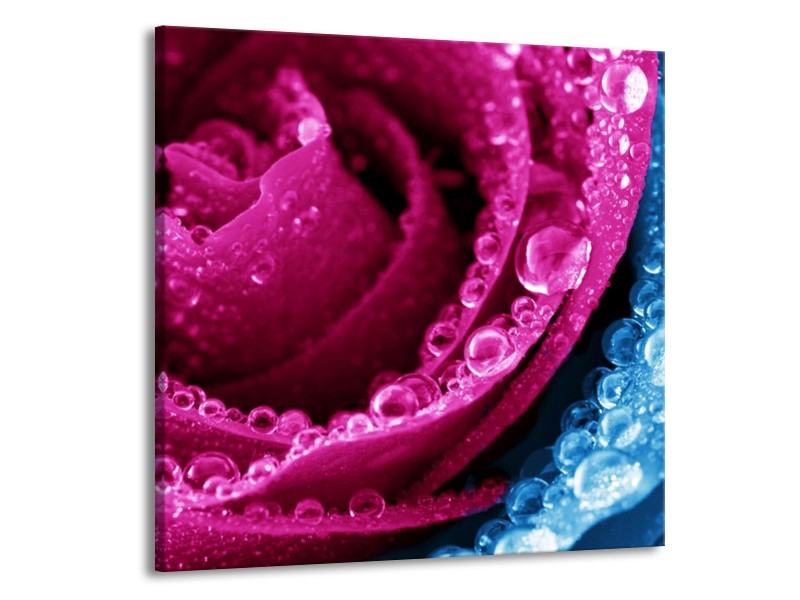 Canvas schilderij Roos | Roze, Blauw | 70x70cm 1Luik