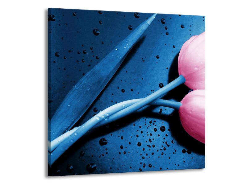Canvas schilderij Tulp | Roze, Blauw | 70x70cm 1Luik