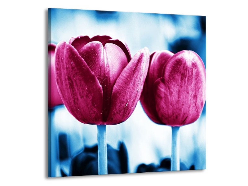 Canvas schilderij Tulp | Roze, Blauw | 70x70cm 1Luik