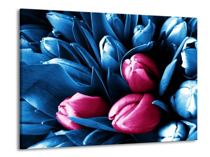 Canvas schilderij Tulp | Roze, Blauw | 100x70cm 1Luik