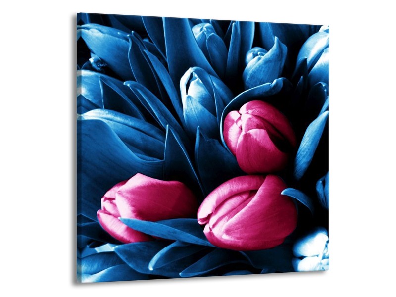 Canvas schilderij Tulp | Roze, Blauw | 70x70cm 1Luik