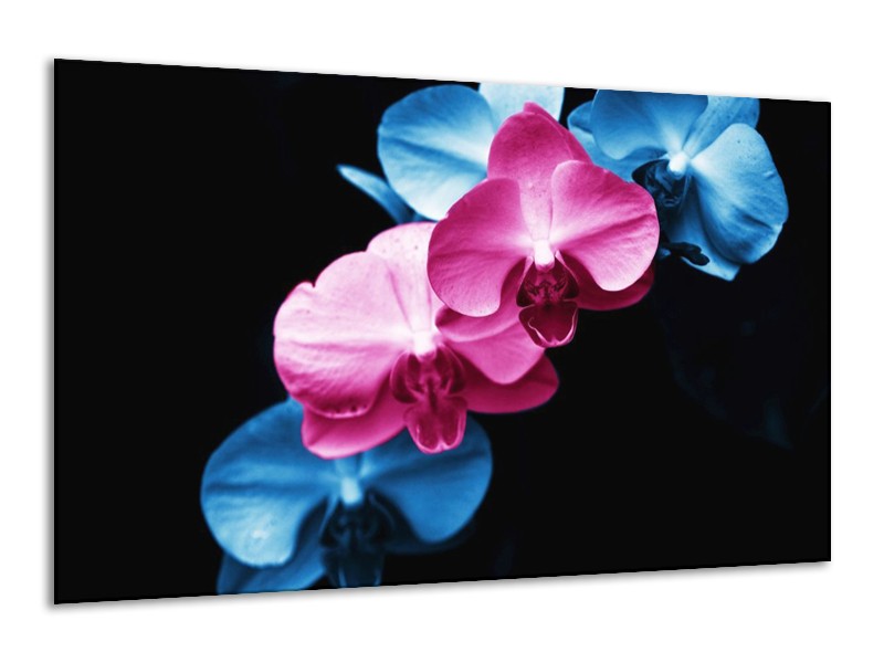 Canvas schilderij Tulp | Roze, Blauw, Zwart | 120x70cm 1Luik