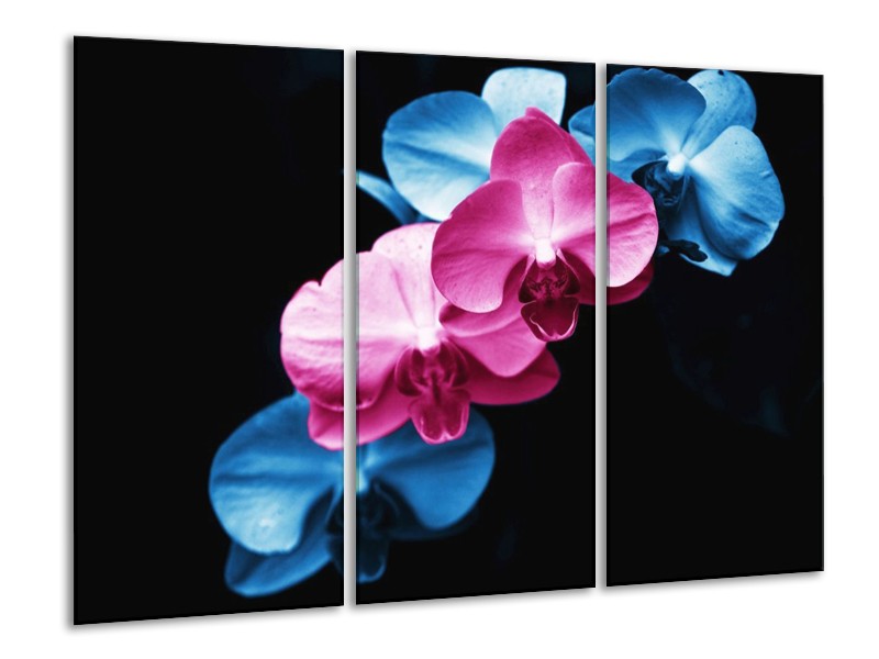 Canvas schilderij Tulp | Roze, Blauw, Zwart | 120x80cm 3Luik
