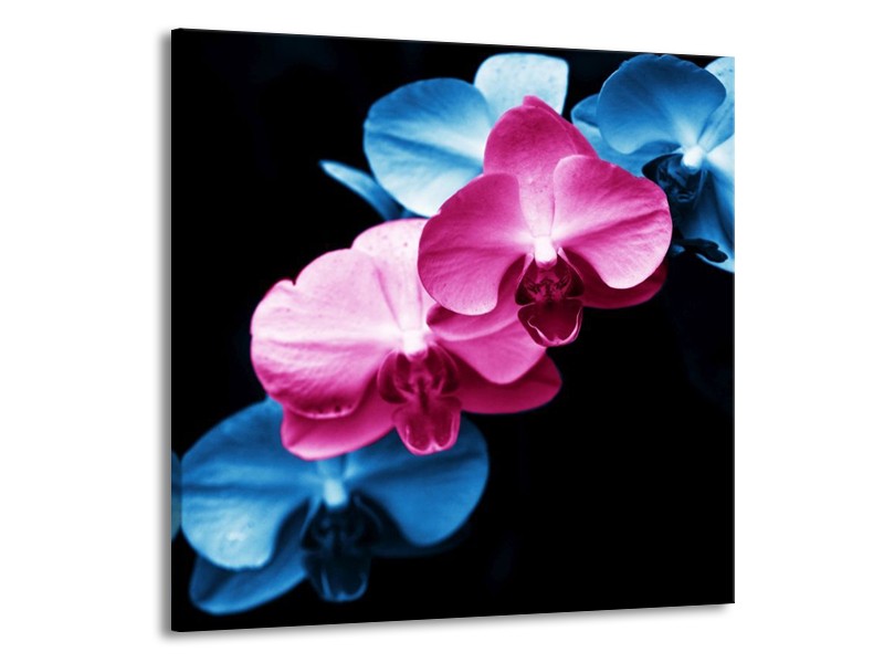 Canvas schilderij Tulp | Roze, Blauw, Zwart | 70x70cm 1Luik