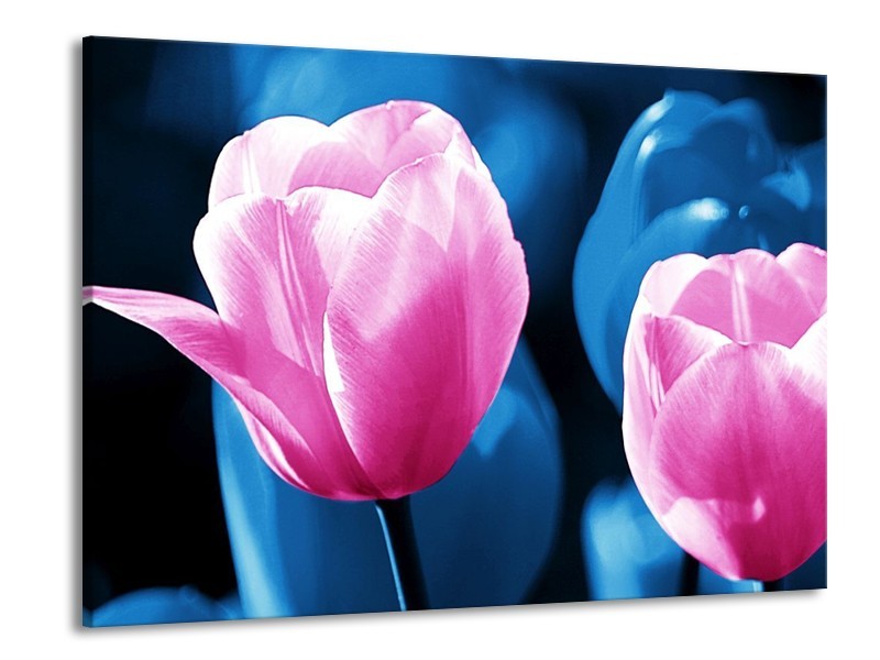 Canvas schilderij Tulp | Roze, Blauw | 100x70cm 1Luik
