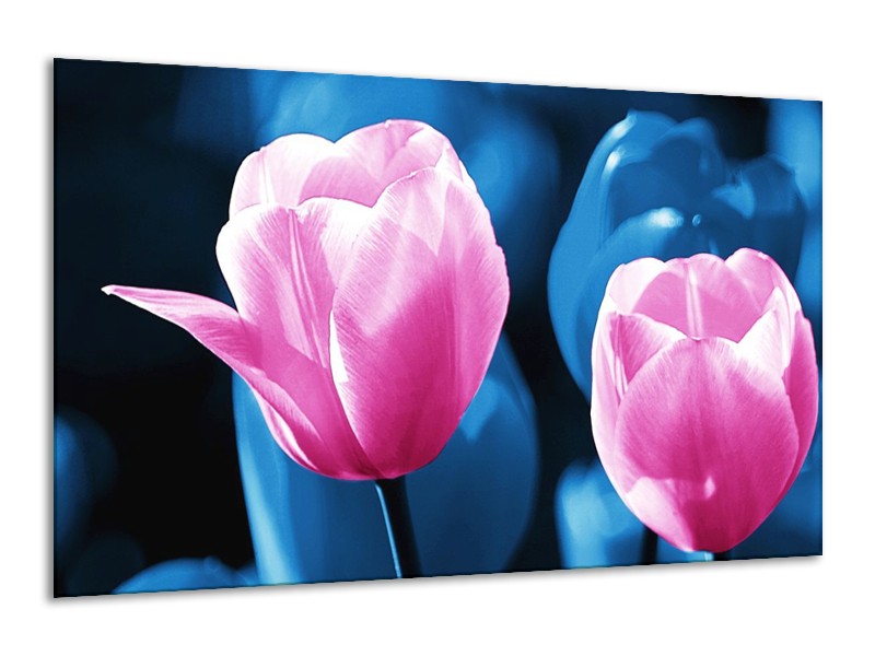Canvas schilderij Tulp | Roze, Blauw | 120x70cm 1Luik