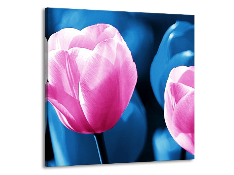 Canvas schilderij Tulp | Roze, Blauw | 70x70cm 1Luik