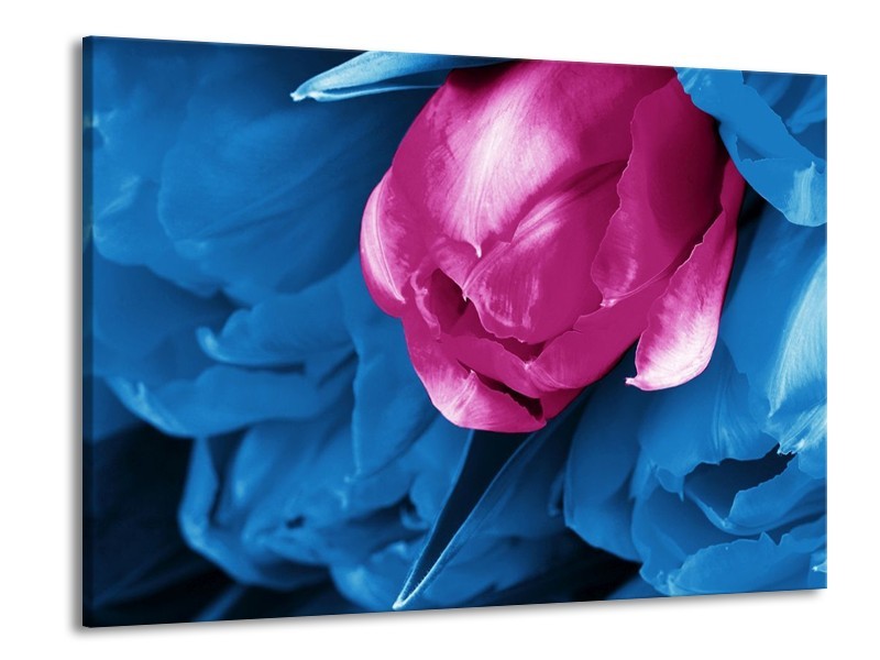 Canvas schilderij Tulp | Roze, Blauw | 100x70cm 1Luik