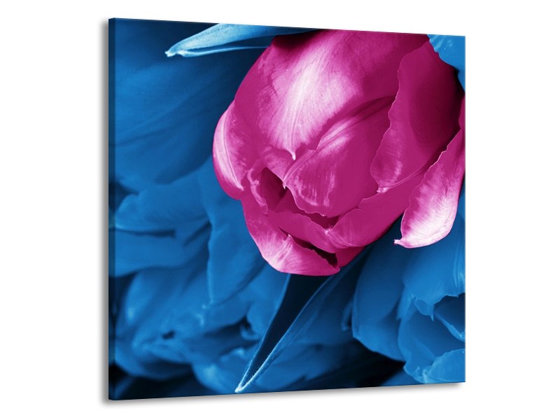 Canvas schilderij Tulp | Roze, Blauw | 70x70cm 1Luik