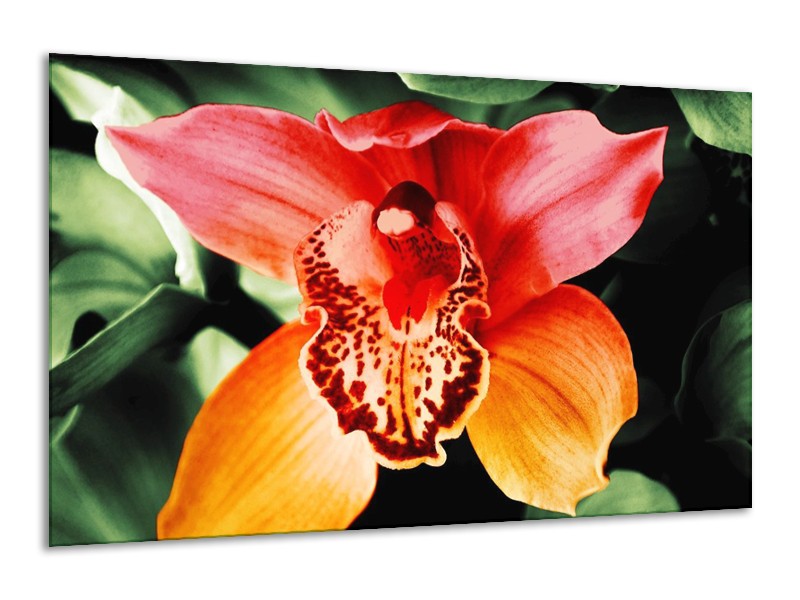 Canvas schilderij Iris | Oranje, Geel, Groen | 120x70cm 1Luik