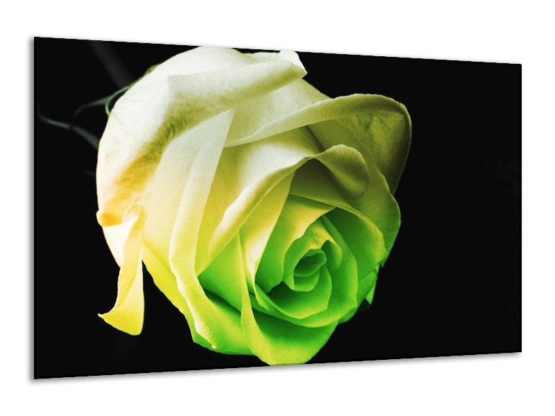 Canvas schilderij Roos | Geel, Groen, Zwart | 120x70cm 1Luik