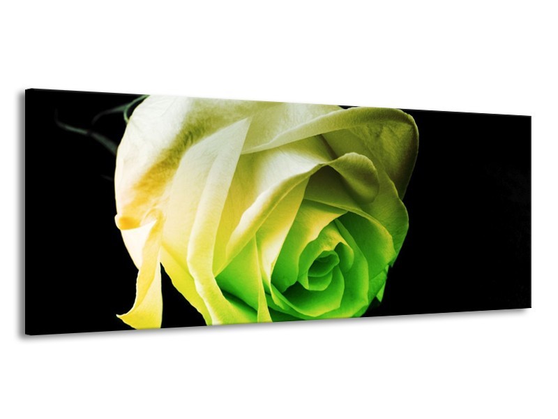 Canvas schilderij Roos | Geel, Groen, Zwart | 145x58cm 1Luik