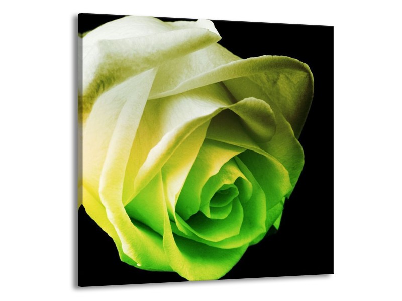 Canvas schilderij Roos | Geel, Groen, Zwart | 70x70cm 1Luik