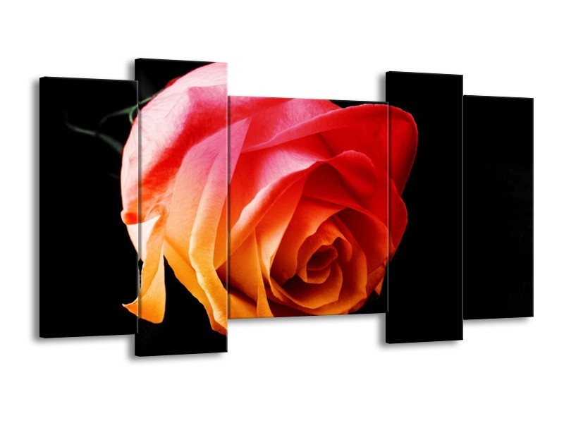 Canvas schilderij Roos | Oranje, Rood, Zwart | 120x65 5Luik