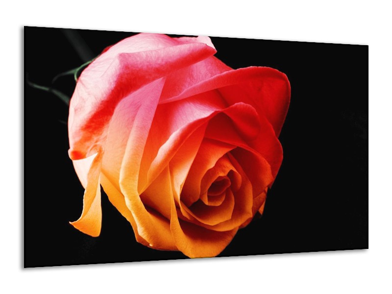 Canvas schilderij Roos | Oranje, Rood, Zwart | 120x70cm 1Luik