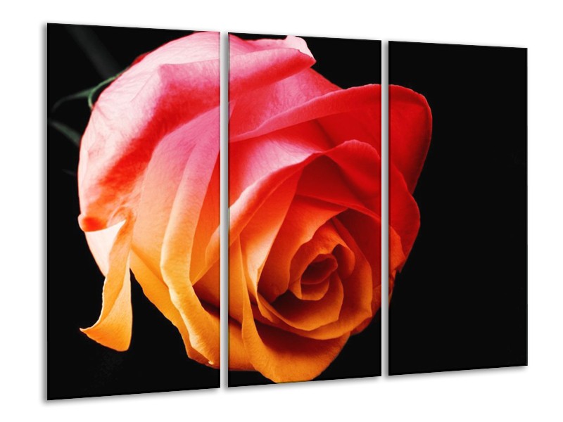 Canvas schilderij Roos | Oranje, Rood, Zwart | 120x80cm 3Luik