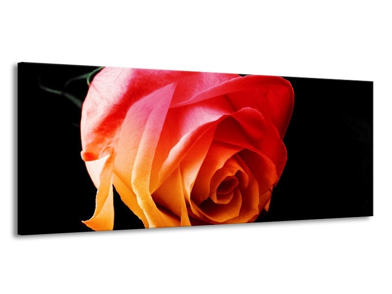 Canvas schilderij Roos | Oranje, Rood, Zwart | 145x58cm 1Luik
