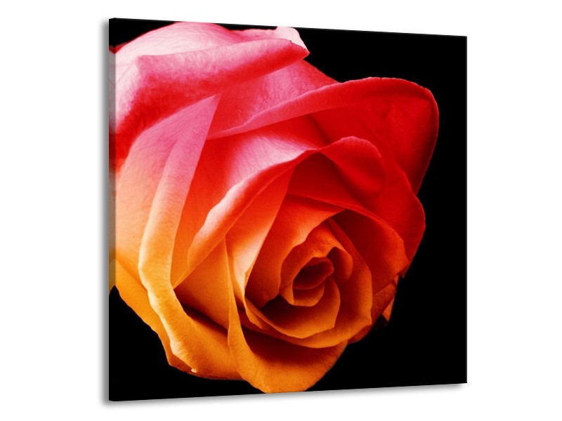 Canvas schilderij Roos | Oranje, Rood, Zwart | 70x70cm 1Luik