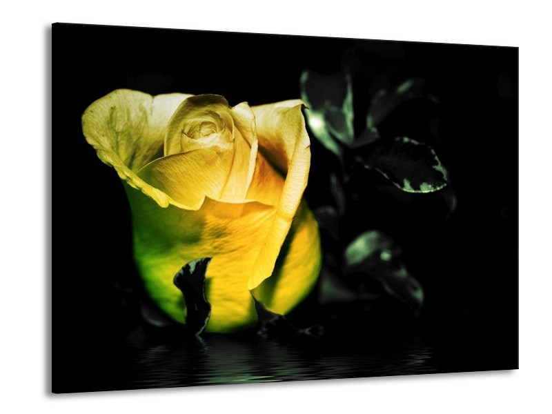 Canvas schilderij Roos | Geel, Zwart | 100x70cm 1Luik
