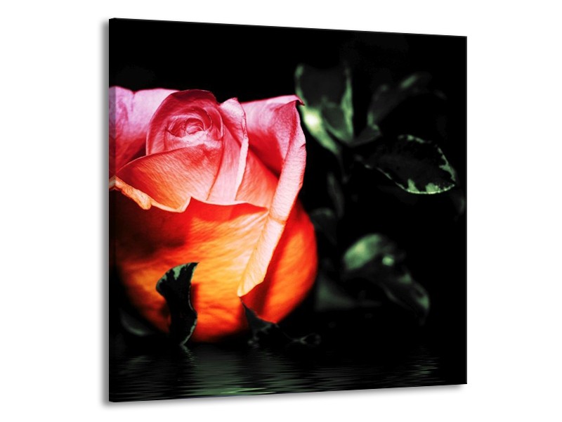 Canvas schilderij Roos | Roze, Zwart, Oranje | 70x70cm 1Luik
