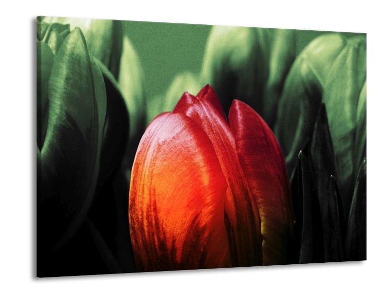 Canvas schilderij Tulp | Rood, Groen, Zwart | 100x70cm 1Luik