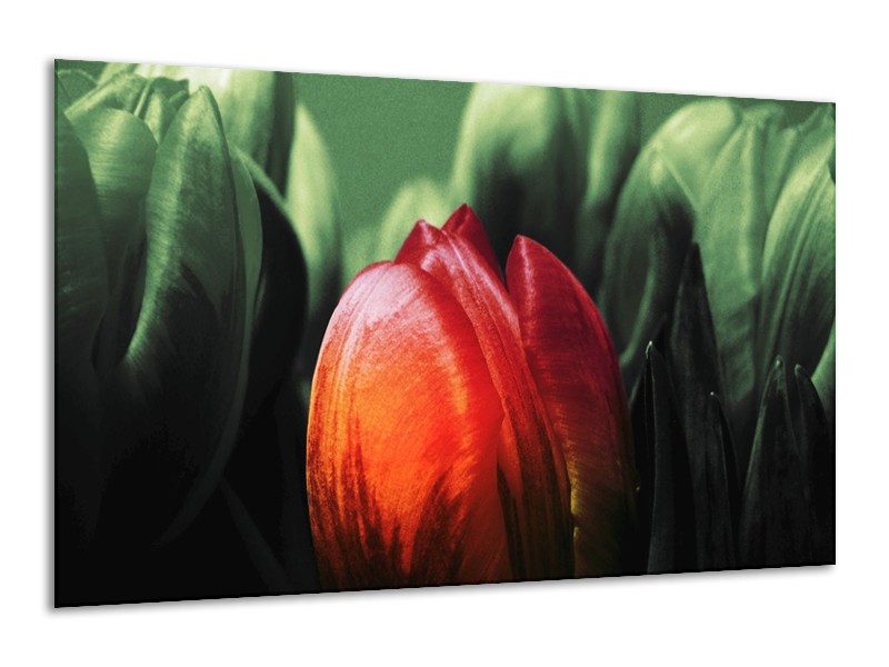 Canvas schilderij Tulp | Rood, Groen, Zwart | 120x70cm 1Luik