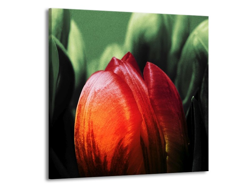 Canvas schilderij Tulp | Rood, Groen, Zwart | 70x70cm 1Luik