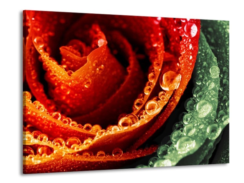 Canvas schilderij Roos | Rood, Oranje, Groen | 100x70cm 1Luik