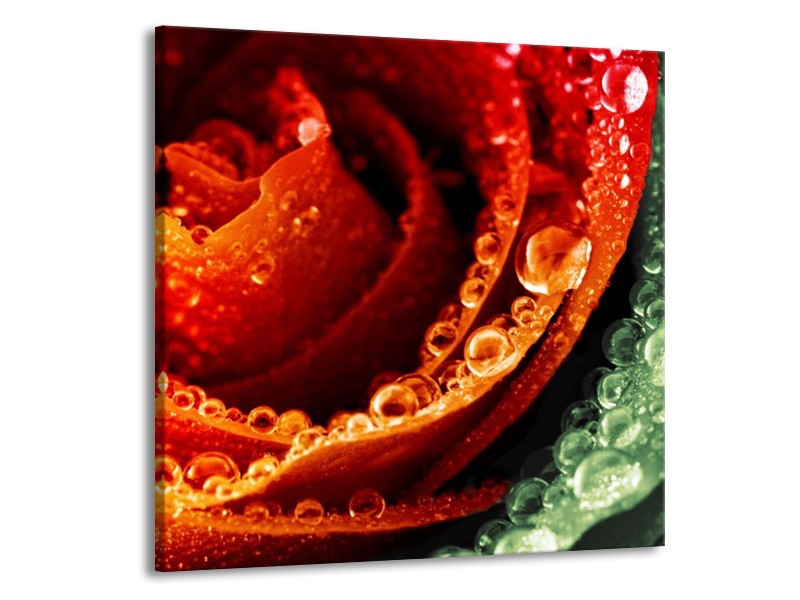 Canvas schilderij Roos | Rood, Oranje, Groen | 70x70cm 1Luik