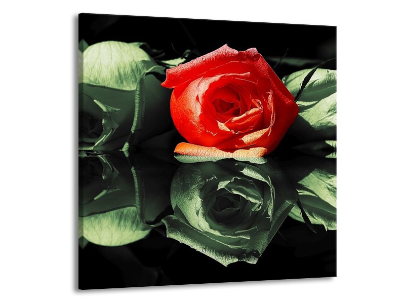 Canvas schilderij Roos | Rood, Groen, Zwart | 70x70cm 1Luik