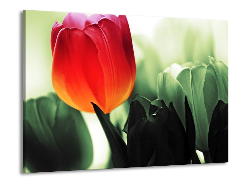 Canvas schilderij Tulp | Rood, Groen, Zwart | 100x70cm 1Luik