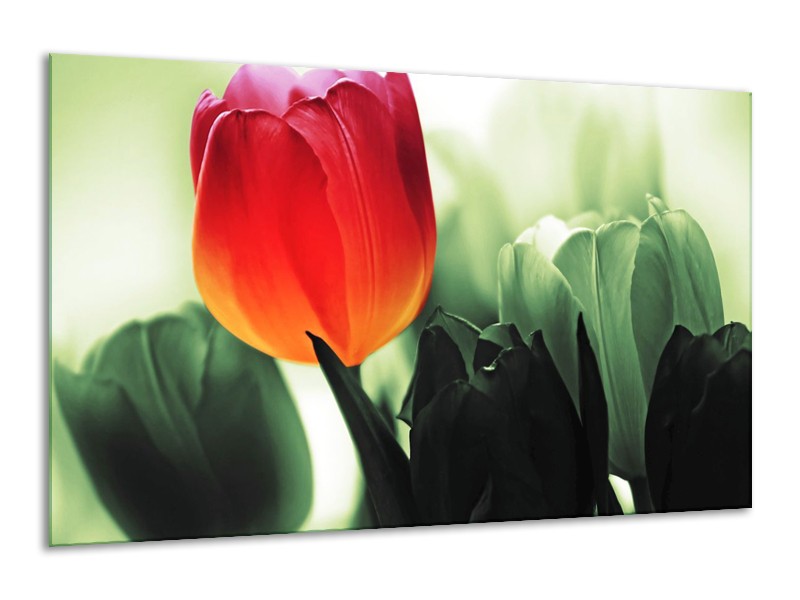 Canvas schilderij Tulp | Rood, Groen, Zwart | 120x70cm 1Luik