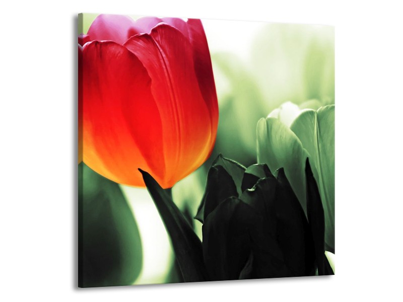Canvas schilderij Tulp | Rood, Groen, Zwart | 70x70cm 1Luik