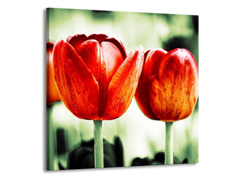 Canvas schilderij Tulp | Rood, Groen, Wit | 70x70cm 1Luik