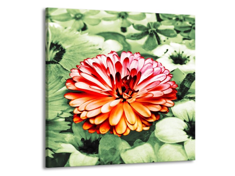 Canvas schilderij Bloem | Rood, Groen, Wit | 70x70cm 1Luik