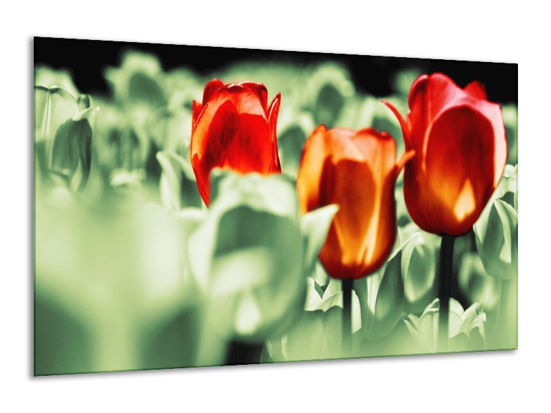 Canvas schilderij Tulp | Rood, Oranje, Groen | 120x70cm 1Luik
