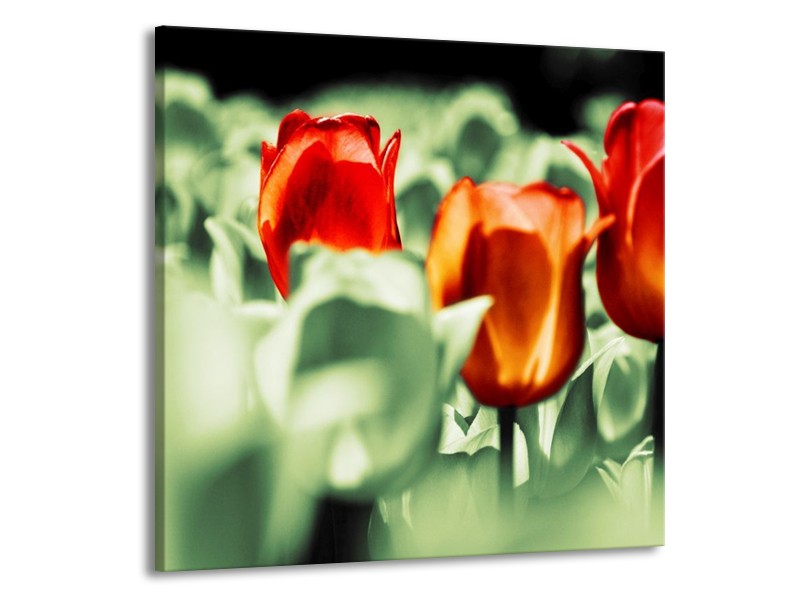 Canvas schilderij Tulp | Rood, Oranje, Groen | 70x70cm 1Luik