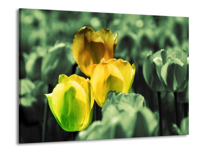 Canvas schilderij Tulp | Geel, Groen | 100x70cm 1Luik