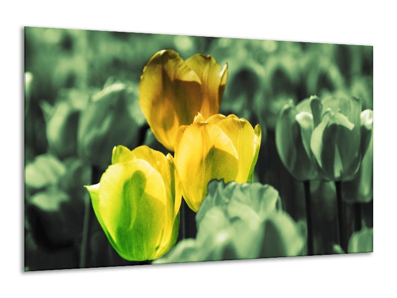 Canvas schilderij Tulp | Geel, Groen | 120x70cm 1Luik