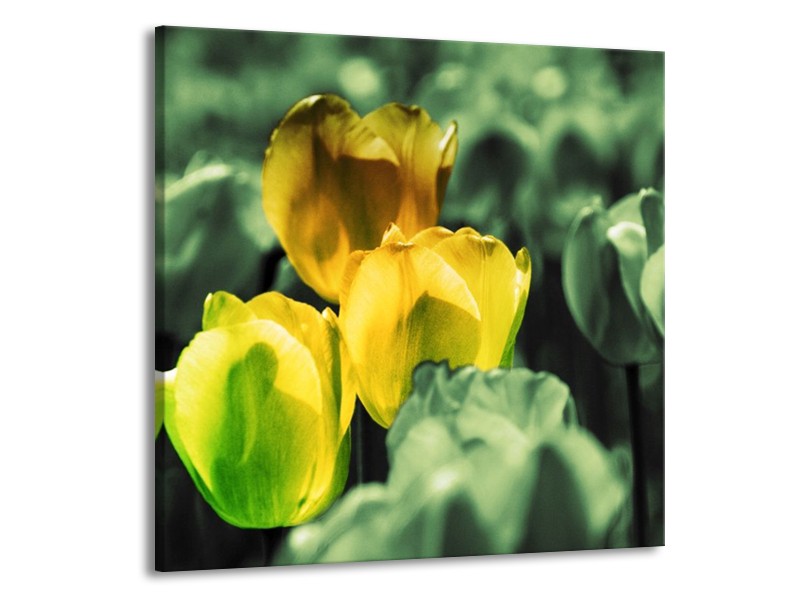 Canvas schilderij Tulp | Geel, Groen | 70x70cm 1Luik
