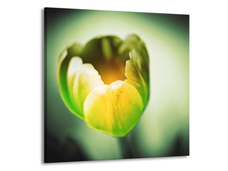 Canvas schilderij Tulp | Geel, Groen | 70x70cm 1Luik