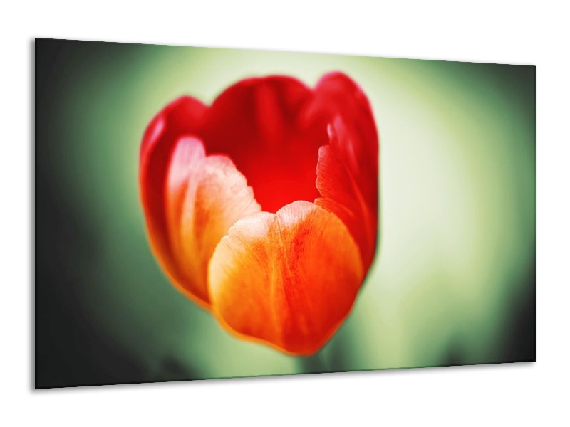 Canvas schilderij Tulp | Oranje, Rood, Groen | 120x70cm 1Luik