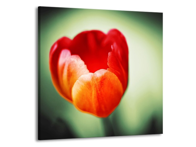 Canvas schilderij Tulp | Oranje, Rood, Groen | 70x70cm 1Luik