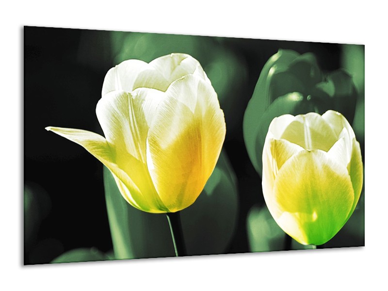 Canvas schilderij Tulp | Geel, Groen, Wit | 120x70cm 1Luik
