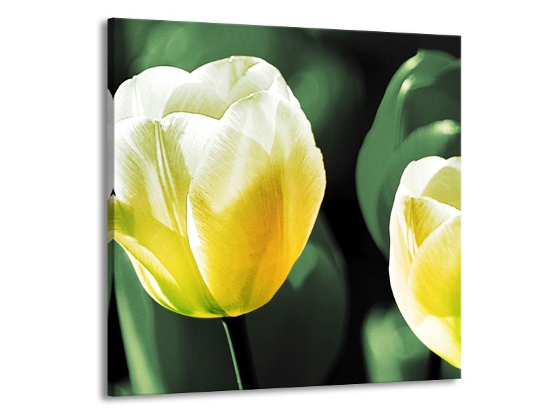 Canvas schilderij Tulp | Geel, Groen, Wit | 70x70cm 1Luik