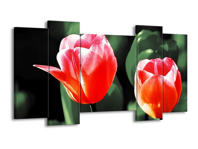 Canvas schilderij Tulp | Rood, Groen, Wit | 120x65 5Luik