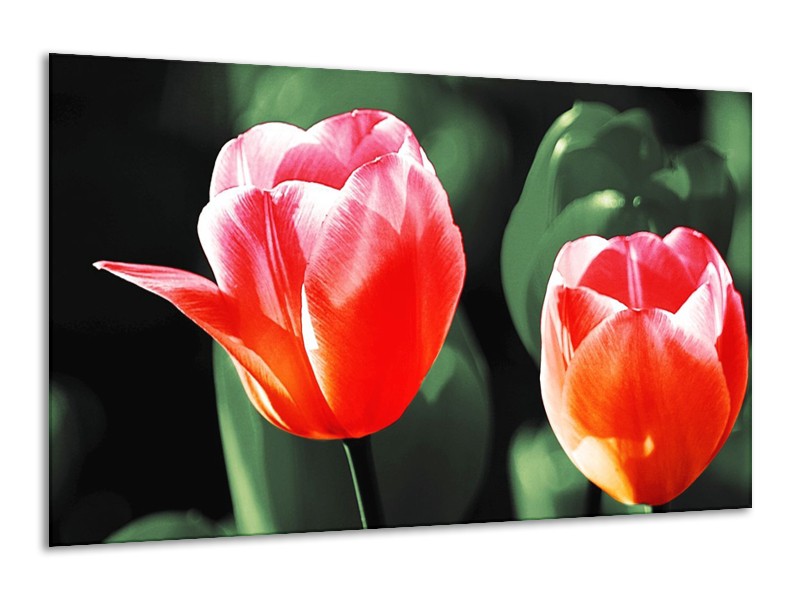 Canvas schilderij Tulp | Rood, Groen, Wit | 120x70cm 1Luik