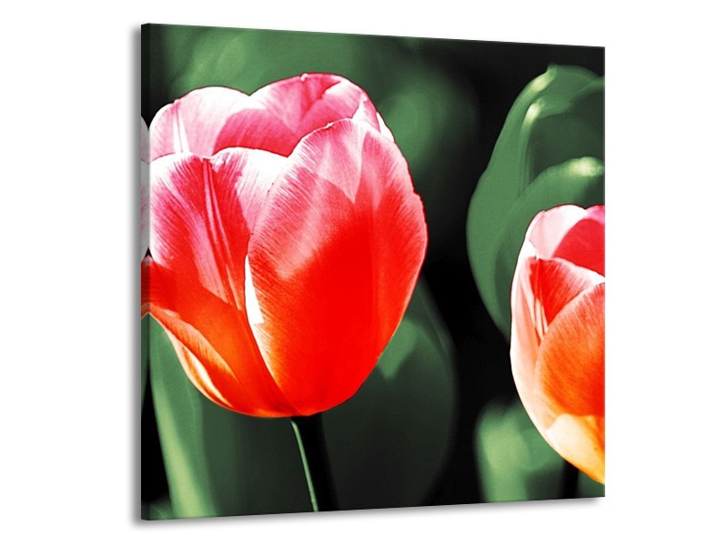 Canvas schilderij Tulp | Rood, Groen, Wit | 70x70cm 1Luik