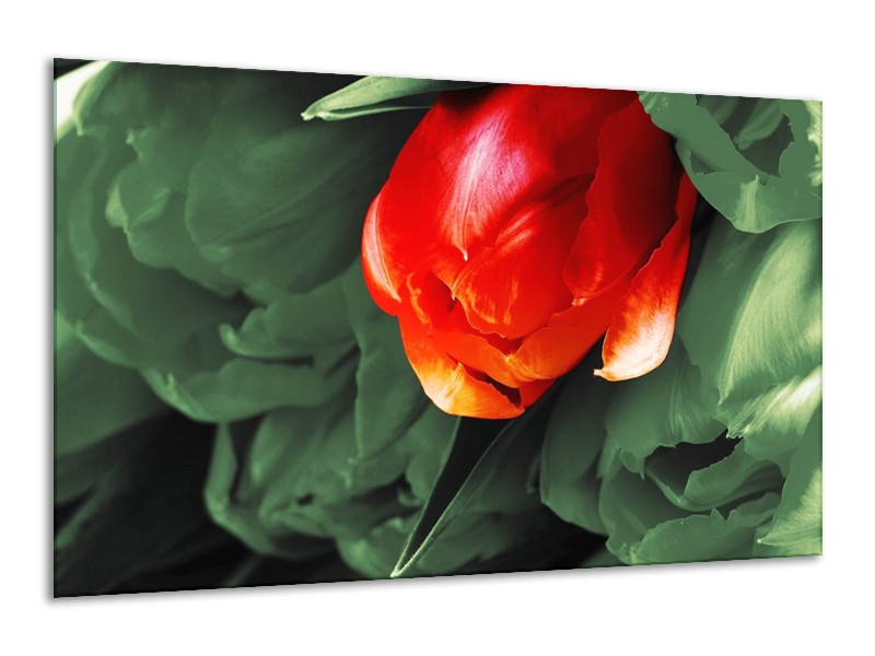 Canvas schilderij Tulp | Rood, Groen, Wit | 120x70cm 1Luik